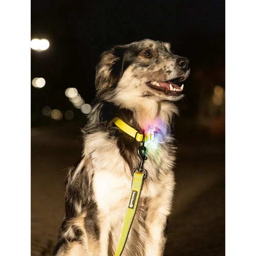 Beeztees Safety Gear Parinca Premium Halsband â Bild 6