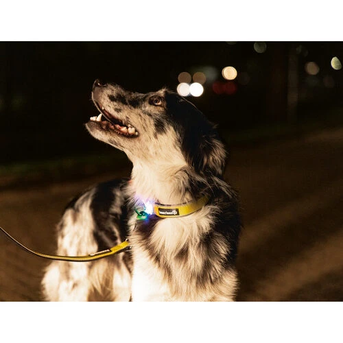 Beeztees Safety Gear Parinca Premium Halsband â Bild 7