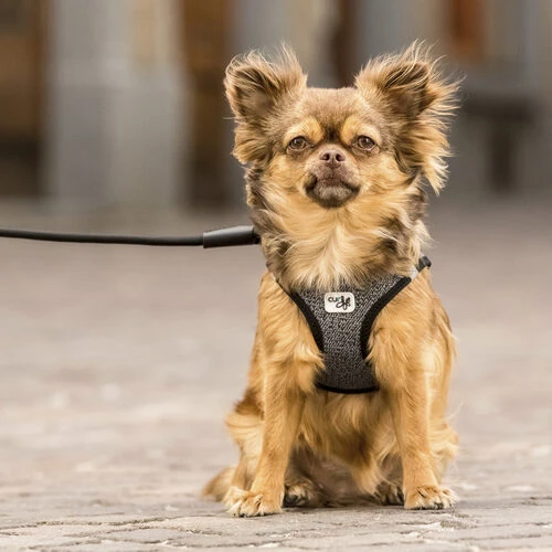 Curli Vest Harness Merino â Bild 8