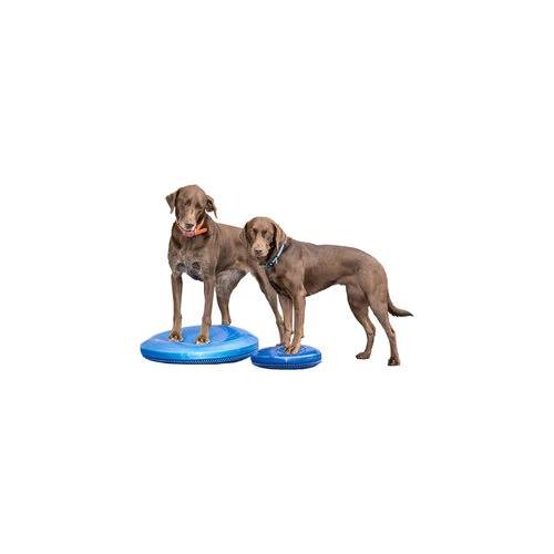 FitPAWS Balance Disk – Bild 2
