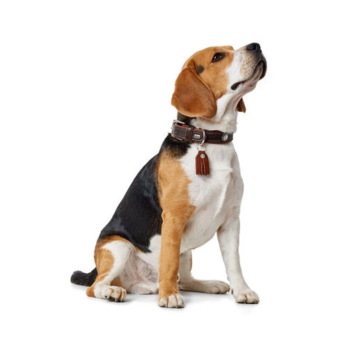 Hunter Halsband Cody â Bild 3