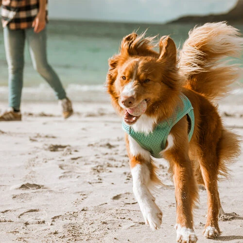 Hurtta Cooling Wrap - Hellblau â Bild 5