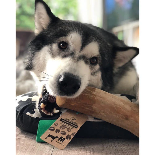 I&I Pet Supplies Kaffeebaum Kauwurzel – Bild 3