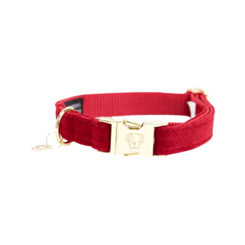 Kentucky Dogwear Corduroy Hundehalsband â Bild 2