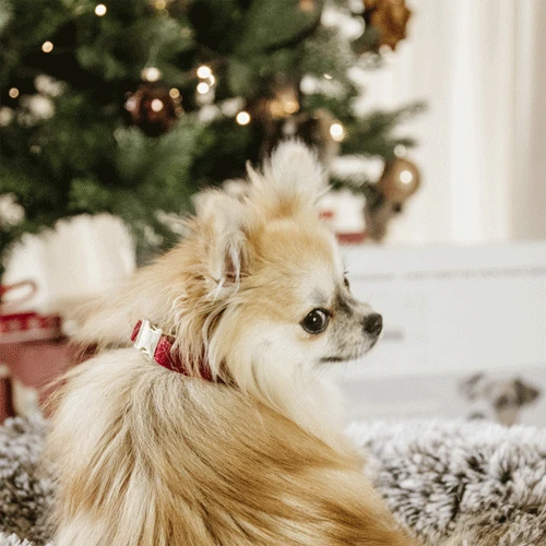 Kentucky Dogwear Corduroy Hundehalsband â Bild 8