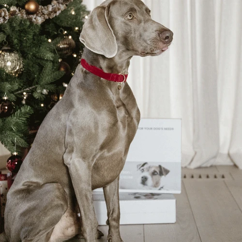 Kentucky Dogwear Corduroy Hundehalsband â Bild 5