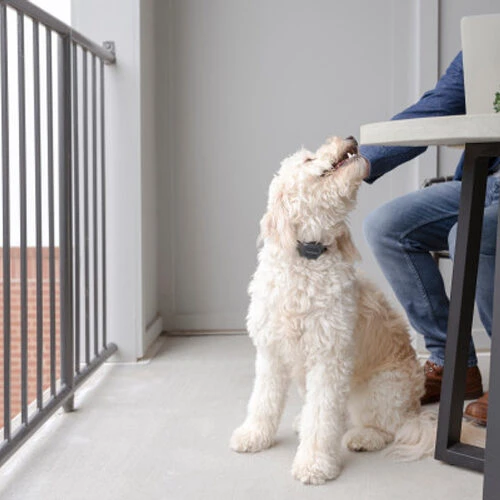 PetSafe Anti-Bell-Halsband â Bild 4