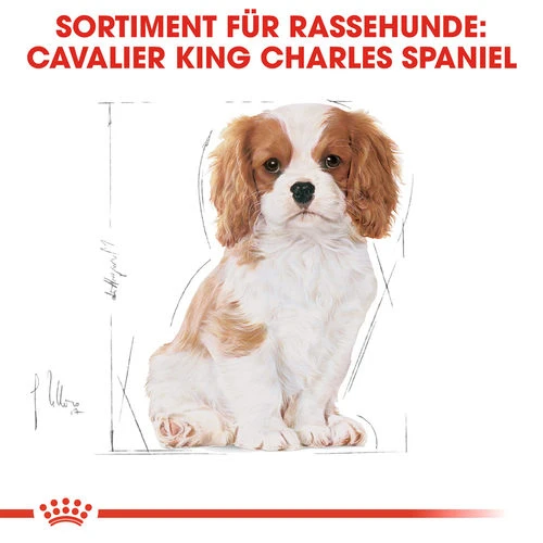 Royal Canin Cavalier King Charles Puppy - Hundefutter â Bild 5