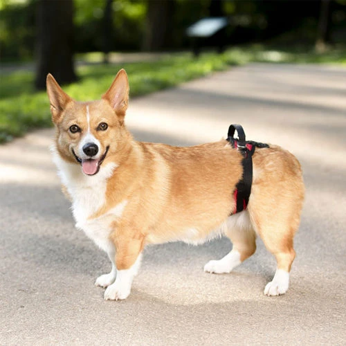 PetSafe Carelift - Tragesystem / Tragegeschirr Für Hunde – Bild 9